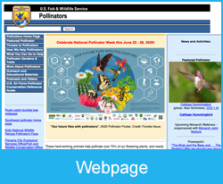 WEBPAGE Fish & Wildlife Service – Pollinators 